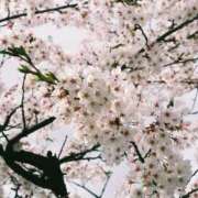 ヒメ日記 2025/04/06 10:21 投稿 そら 栃木♂風俗の神様宇都宮店