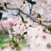 そら 𓂃🌸おーはよ 栃木♂風俗の神様宇都宮店