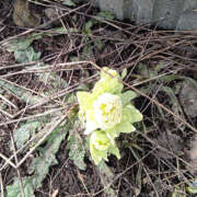 ヒメ日記 2025/04/03 00:29 投稿 もなか 恋愛生欲情の扉