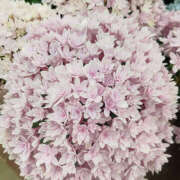 ヒメ日記 2025/04/06 21:49 投稿 もなか 恋愛生欲情の扉