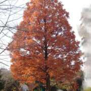 ヒメ日記 2024/12/11 23:03 投稿 樹(いつき) 相模原人妻城