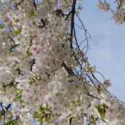 ヒメ日記 2025/03/31 09:48 投稿 樹(いつき) 相模原人妻城