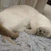 ヒメ日記 2025/04/06 20:33 投稿 樹(いつき) 相模原人妻城