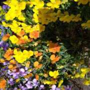 ヒメ日記 2025/04/21 09:33 投稿 樹(いつき) 相模原人妻城