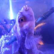 ヒメ日記 2025/05/06 19:33 投稿 樹(いつき) 相模原人妻城