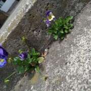 ヒメ日記 2025/05/19 09:42 投稿 樹(いつき) 相模原人妻城