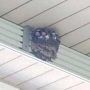 ヒメ日記 2025/06/25 09:18 投稿 樹(いつき) 相模原人妻城