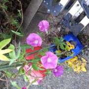 ヒメ日記 2025/08/07 08:54 投稿 樹(いつき) 相模原人妻城