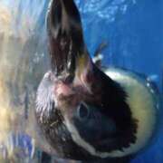 ヒメ日記 2025/08/14 10:33 投稿 樹(いつき) 相模原人妻城