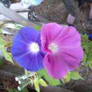 ヒメ日記 2025/08/23 15:30 投稿 樹(いつき) 相模原人妻城