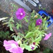 ヒメ日記 2025/08/24 09:00 投稿 樹(いつき) 相模原人妻城