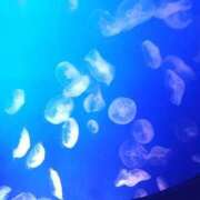 ヒメ日記 2025/08/25 20:21 投稿 樹(いつき) 相模原人妻城