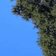 ヒメ日記 2025/09/17 09:57 投稿 樹(いつき) 相模原人妻城