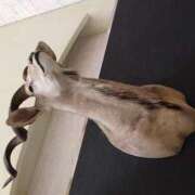 ヒメ日記 2025/10/05 20:24 投稿 樹(いつき) 相模原人妻城