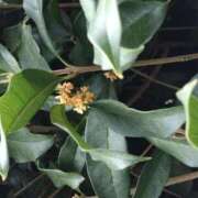 ヒメ日記 2025/10/09 09:00 投稿 樹(いつき) 相模原人妻城