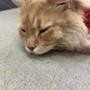 ヒメ日記 2026/01/27 00:18 投稿 樹(いつき) 相模原人妻城