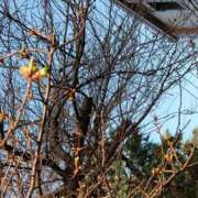 ヒメ日記 2026/01/27 09:33 投稿 樹(いつき) 相模原人妻城