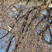 ヒメ日記 2026/01/29 23:03 投稿 樹(いつき) 相模原人妻城