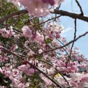 ヒメ日記 2025/04/05 14:42 投稿 あやみ 即アポマダム～名古屋店～