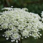 ヒメ日記 2025/10/04 08:48 投稿 まみ 奥様はエンジェル　町田店