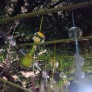 ヒメ日記 2025/08/06 15:43 投稿 ちなみ 夢夢(ムム)