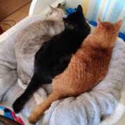 ヒメ日記 2026/01/06 13:14 投稿 ちなみ 夢夢(ムム)