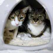 ヒメ日記 2026/01/14 00:16 投稿 ちなみ 夢夢(ムム)