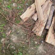 ヒメ日記 2025/05/06 11:53 投稿 夢宮 あのん☆理想の女性像 ジャックと豆の木