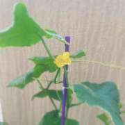 ヒメ日記 2025/06/05 08:30 投稿 夢宮 あのん☆理想の女性像 ジャックと豆の木