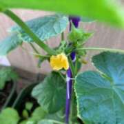 ヒメ日記 2025/06/06 10:37 投稿 夢宮 あのん☆理想の女性像 ジャックと豆の木