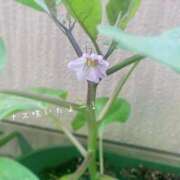 ヒメ日記 2025/06/30 09:23 投稿 夢宮 あのん☆理想の女性像 ジャックと豆の木