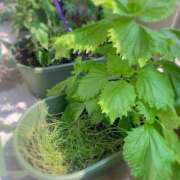 ヒメ日記 2025/07/04 11:17 投稿 夢宮 あのん☆理想の女性像 ジャックと豆の木