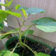 ヒメ日記 2025/07/05 08:55 投稿 夢宮 あのん☆理想の女性像 ジャックと豆の木