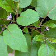 ヒメ日記 2025/07/07 09:31 投稿 夢宮 あのん☆理想の女性像 ジャックと豆の木