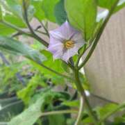 ヒメ日記 2025/07/08 09:39 投稿 夢宮 あのん☆理想の女性像 ジャックと豆の木