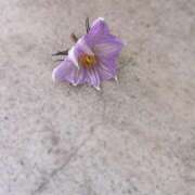 ヒメ日記 2025/07/09 09:58 投稿 夢宮 あのん☆理想の女性像 ジャックと豆の木