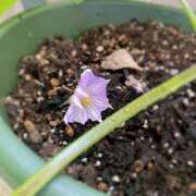 ヒメ日記 2025/07/12 08:01 投稿 夢宮 あのん☆理想の女性像 ジャックと豆の木