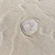 ヒメ日記 2025/07/21 09:09 投稿 夢宮 あのん☆理想の女性像 ジャックと豆の木