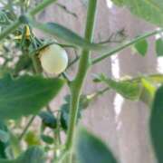 ヒメ日記 2025/07/30 19:42 投稿 夢宮 あのん☆理想の女性像 ジャックと豆の木