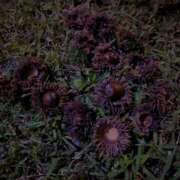 ヒメ日記 2025/10/01 13:01 投稿 夢宮 あのん☆理想の女性像 ジャックと豆の木