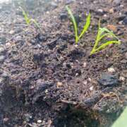 ヒメ日記 2025/11/19 12:11 投稿 夢宮 あのん☆理想の女性像 ジャックと豆の木