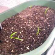 夢宮 あのん☆理想の女性像 これは、、🌱 ジャックと豆の木