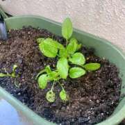 ヒメ日記 2026/01/18 21:02 投稿 夢宮 あのん☆理想の女性像 ジャックと豆の木