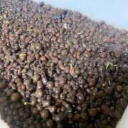 ヒメ日記 2026/01/22 18:02 投稿 夢宮 あのん☆理想の女性像 ジャックと豆の木