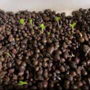 ヒメ日記 2026/01/24 21:02 投稿 夢宮 あのん☆理想の女性像 ジャックと豆の木