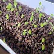 ヒメ日記 2026/02/02 21:02 投稿 夢宮 あのん☆理想の女性像 ジャックと豆の木