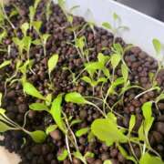 ヒメ日記 2026/02/12 19:02 投稿 夢宮 あのん☆理想の女性像 ジャックと豆の木