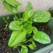 ヒメ日記 2026/02/19 13:01 投稿 夢宮 あのん☆理想の女性像 ジャックと豆の木