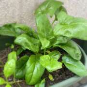 ヒメ日記 2026/03/02 15:02 投稿 夢宮 あのん☆理想の女性像 ジャックと豆の木