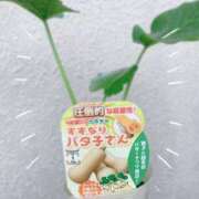 ヒメ日記 2026/04/20 09:15 投稿 夢宮 あのん☆理想の女性像 ジャックと豆の木